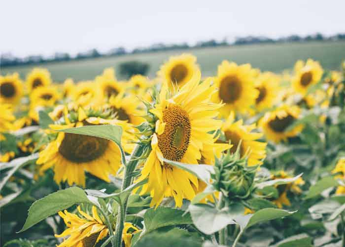 Summer Skin Necessity:  Bug Protection
