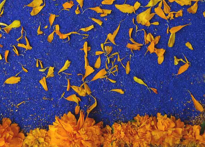 Marigold Magic