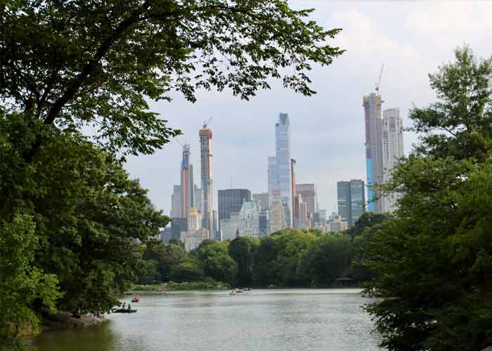 Wildflowers in Central Park