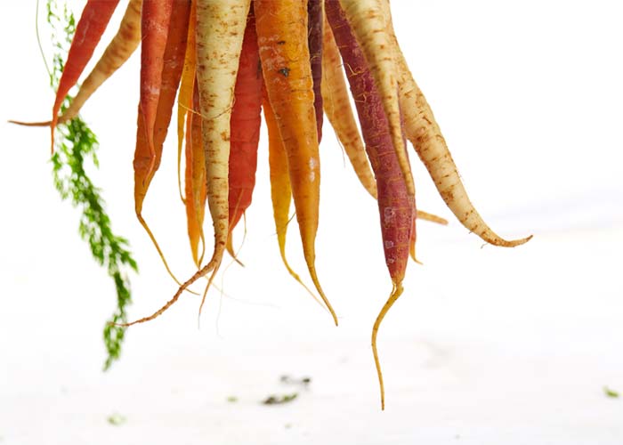 Why GMOs Aren't for Us