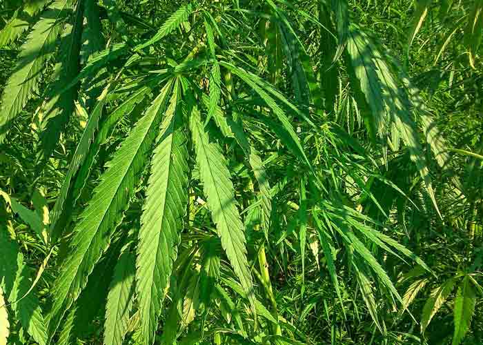 Hemp: A Superior Natural Fiber