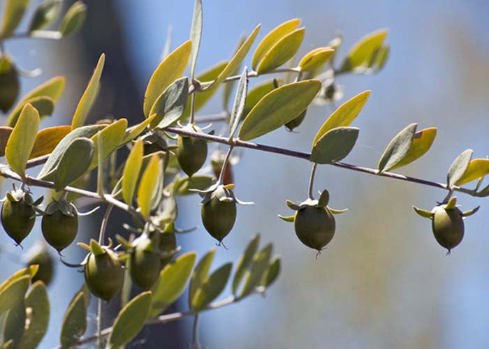 Ode to Jojoba