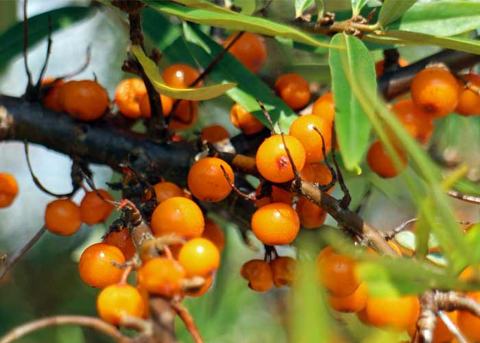 Sea Buckthorn Oil for Better Skin