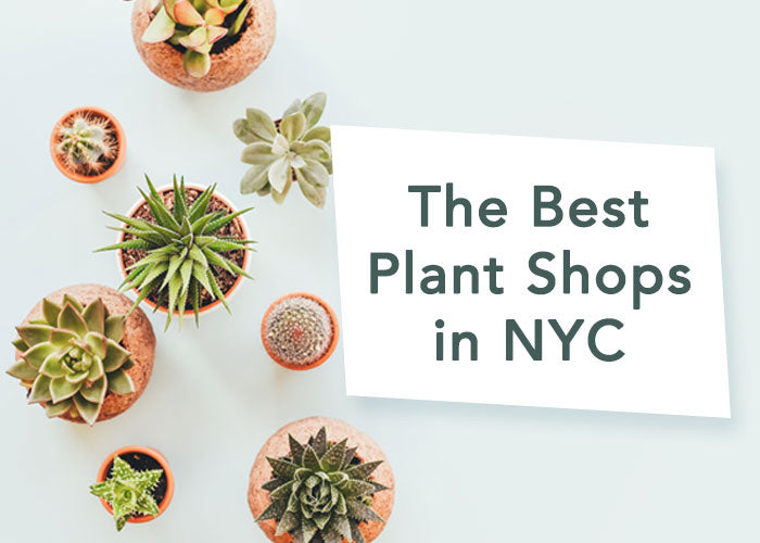 Our Favorite Spots to Find Plants in NYC