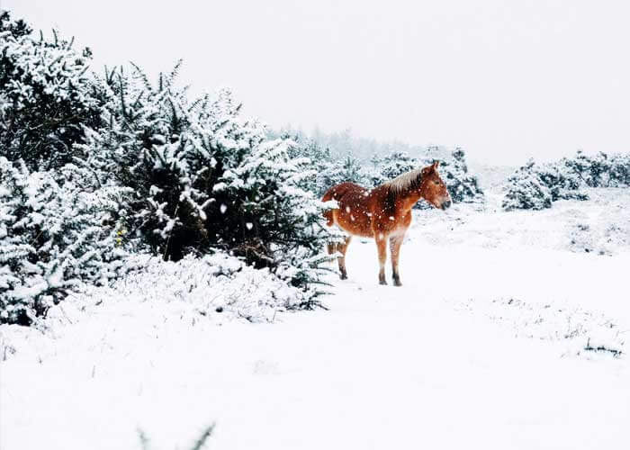 Does Winter Make You SAD?